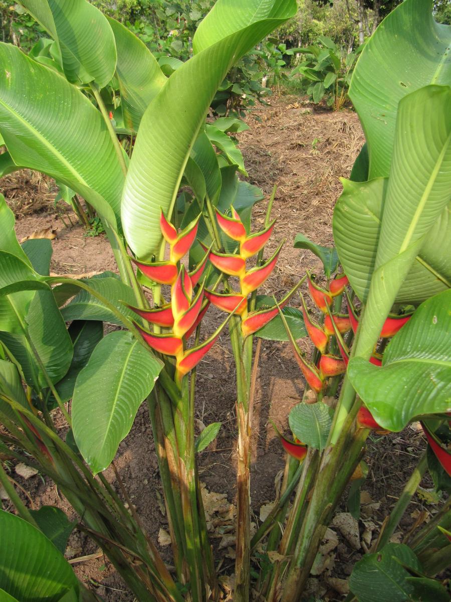 Pasarela 1